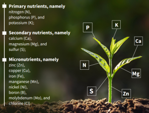 عناصر 14 گانه مورد نیاز برای رشد گیاه شیمی کاران سبز طوبی تولید کننده کود آهن