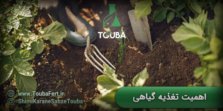 اهمیت تغذیه گیاهی