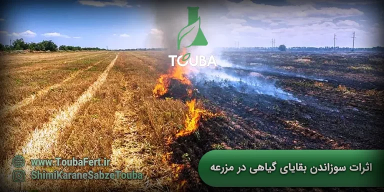 اثرات سوزاندن بقایای گیاهی در مزرعه