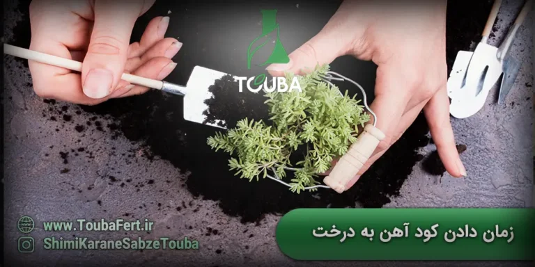 زمان دادن کود آهن به درخت