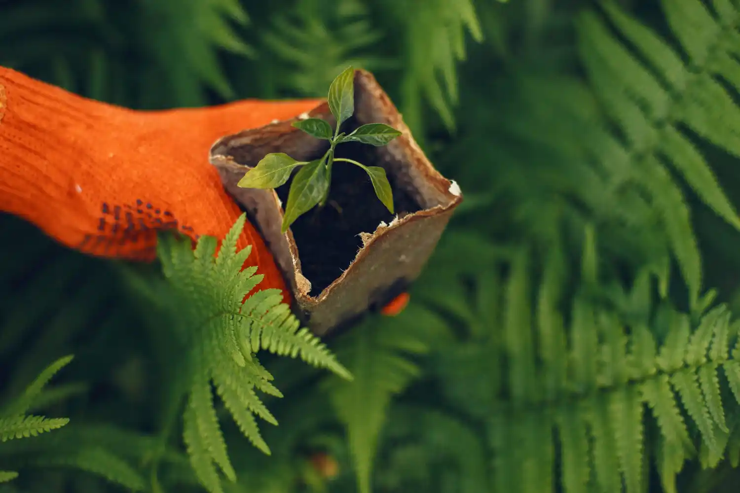 کود آهن