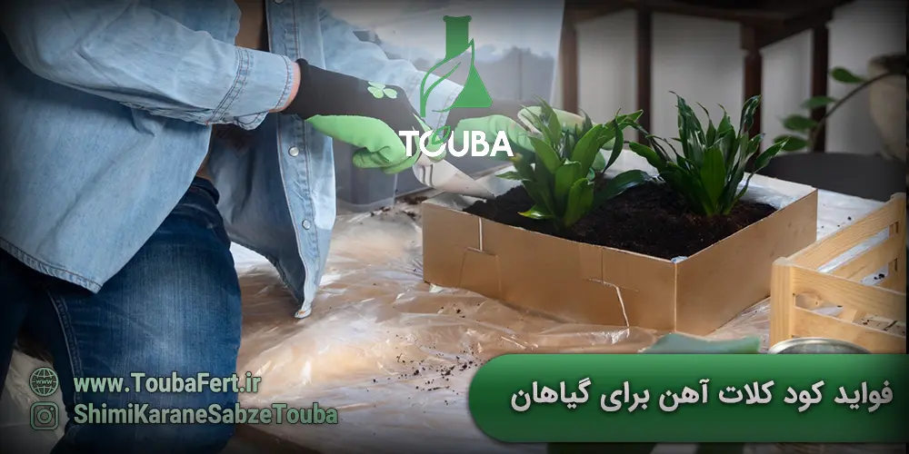 فواید کود کلات آهن برای گیاهان