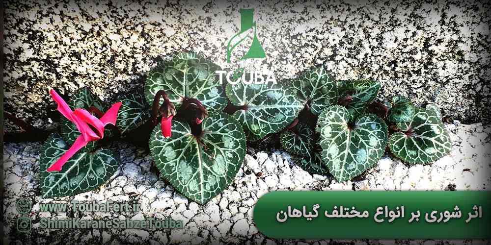 اثر شوری بر انواع مختلف گیاهان