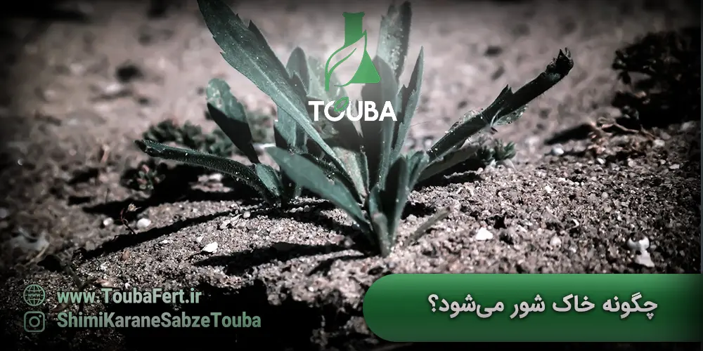 چگونه خاک شور میشود؟