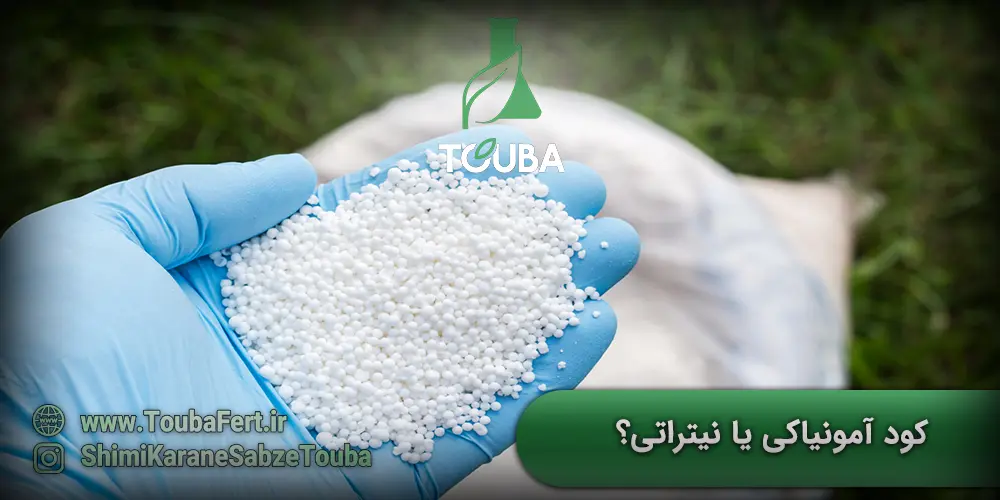 نیتروژن آمونیاکی یا نیتراتی؟