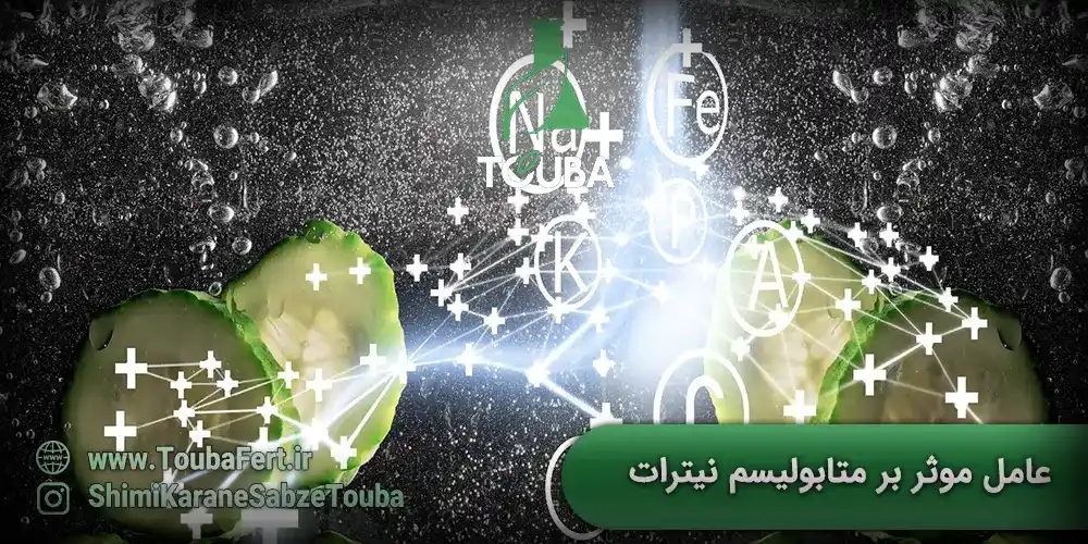 عامل موثر بر متابولیسم نیترات و آمونیوم