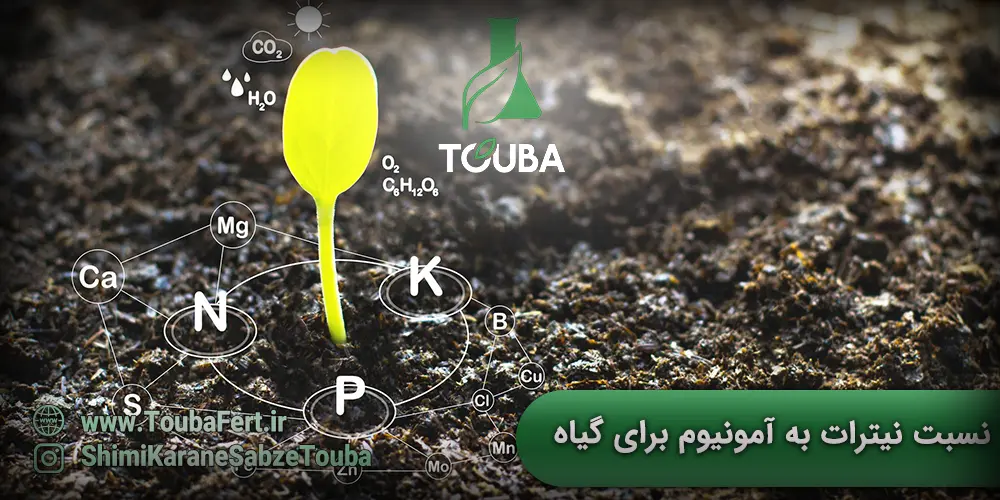 نسبت بهینه نیترات به آمونیوم برای گیاه